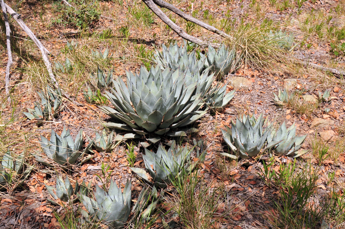 Parry's Agave blooms from June to August throughout its entire range in North America. Elevation ranges from 4,500 to 8,000 feet (1,372 to 2,438 m). The sub-species shown in the photo is Agave parryi ssp. parryi, Parry's agave which is found in AZ, NM and TX. 
 Agave parryi
